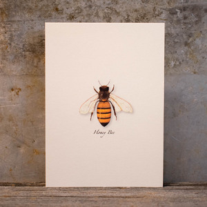 RECYCLED BOXED NOTECARDS: HONEY BEE